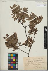 Foto von Salix lapponum L. x Salix myrtilloides L.